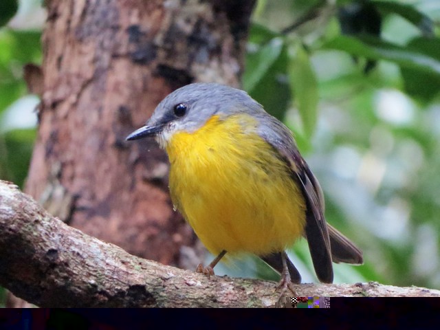 Lyrebird Dandenong Ranges Bird Tour